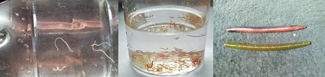 Worms in Tap Water